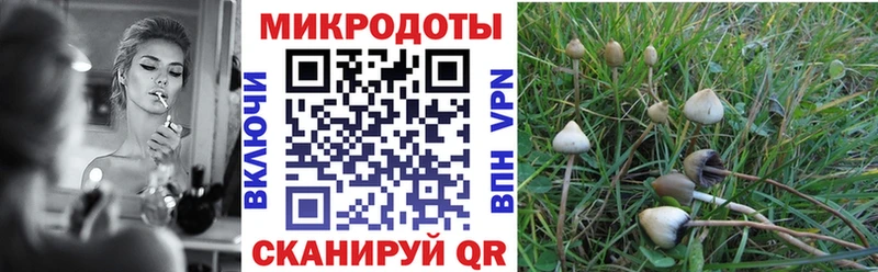 Купить где  Советск  Псилоцибиновые грибы Cubensis 